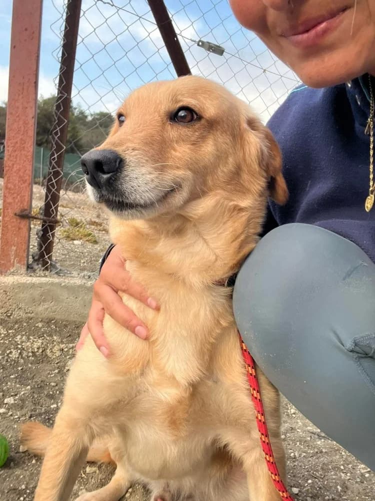 ADONIS*kattest mogelijk!