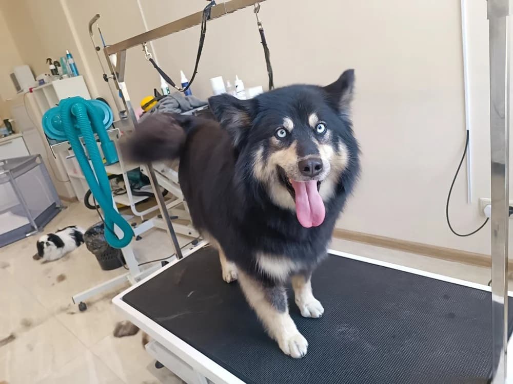 Arisha een liefdevol hart photo 5