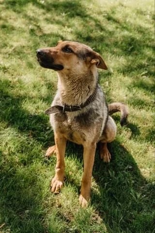 Bertha een hond met hart❤ photo 8