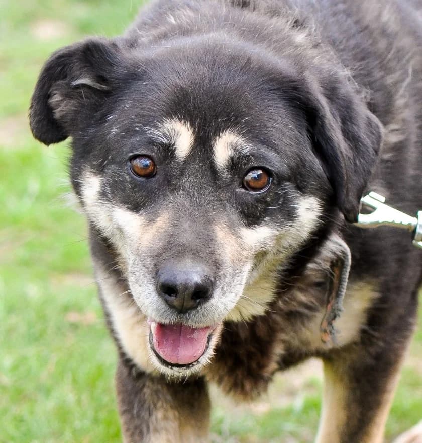 Boni zoekt haar baasje photo 5