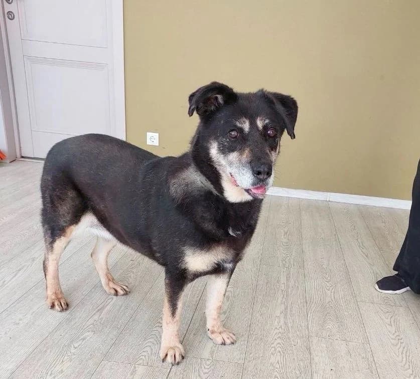 Boni zoekt haar baasje photo 6