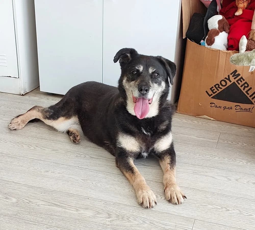 Boni zoekt haar baasje photo 2