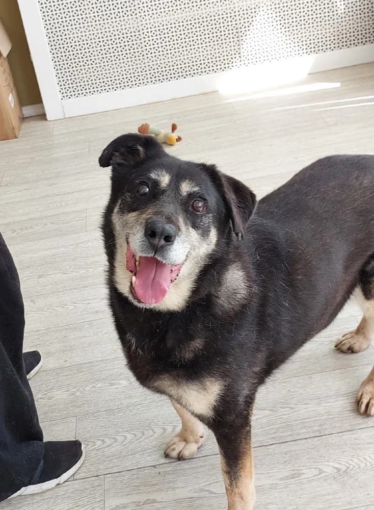 Boni zoekt haar baasje photo 3