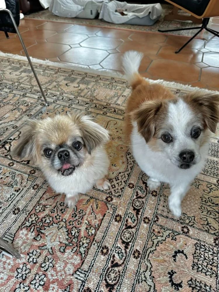 BRUNIE & MIKROULIS photo 7