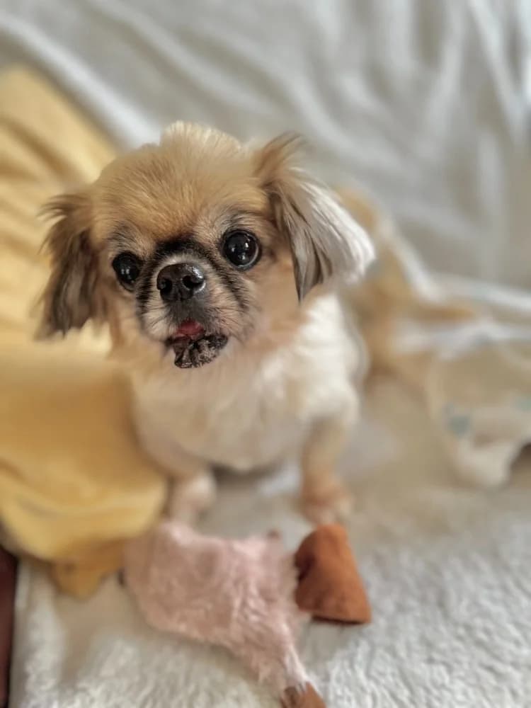 BRUNIE & MIKROULIS photo 8