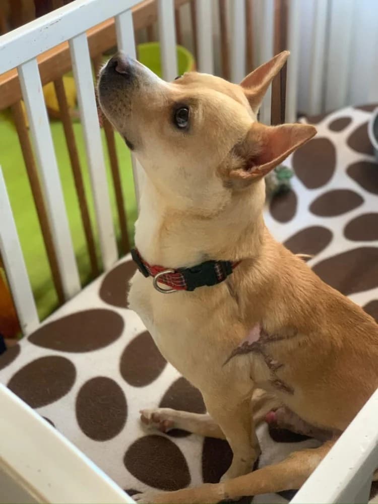 Canelo BR gehandicapt photo 6