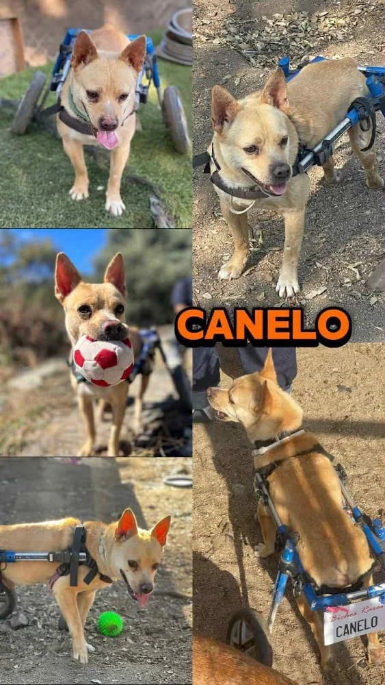 Canelo BR gehandicapt