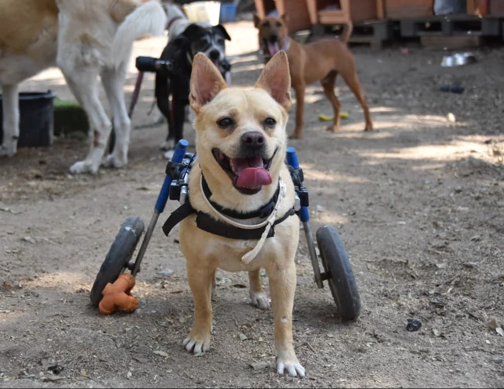 Canelo BR gehandicapt photo 3