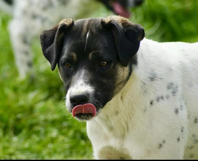 ❤️Cara Mia❤️ photo 7