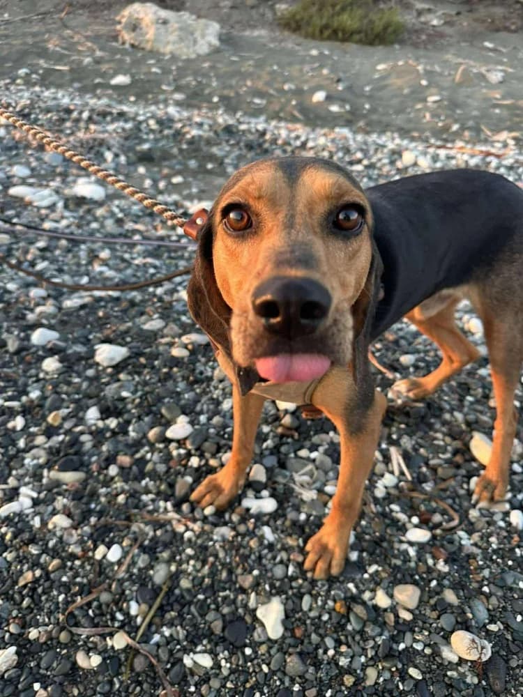 CHICAGO*katvriendelijk! photo 6