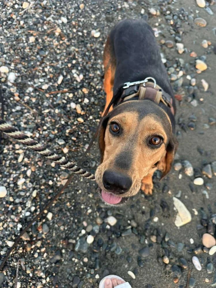 CHICAGO*katvriendelijk! photo 7