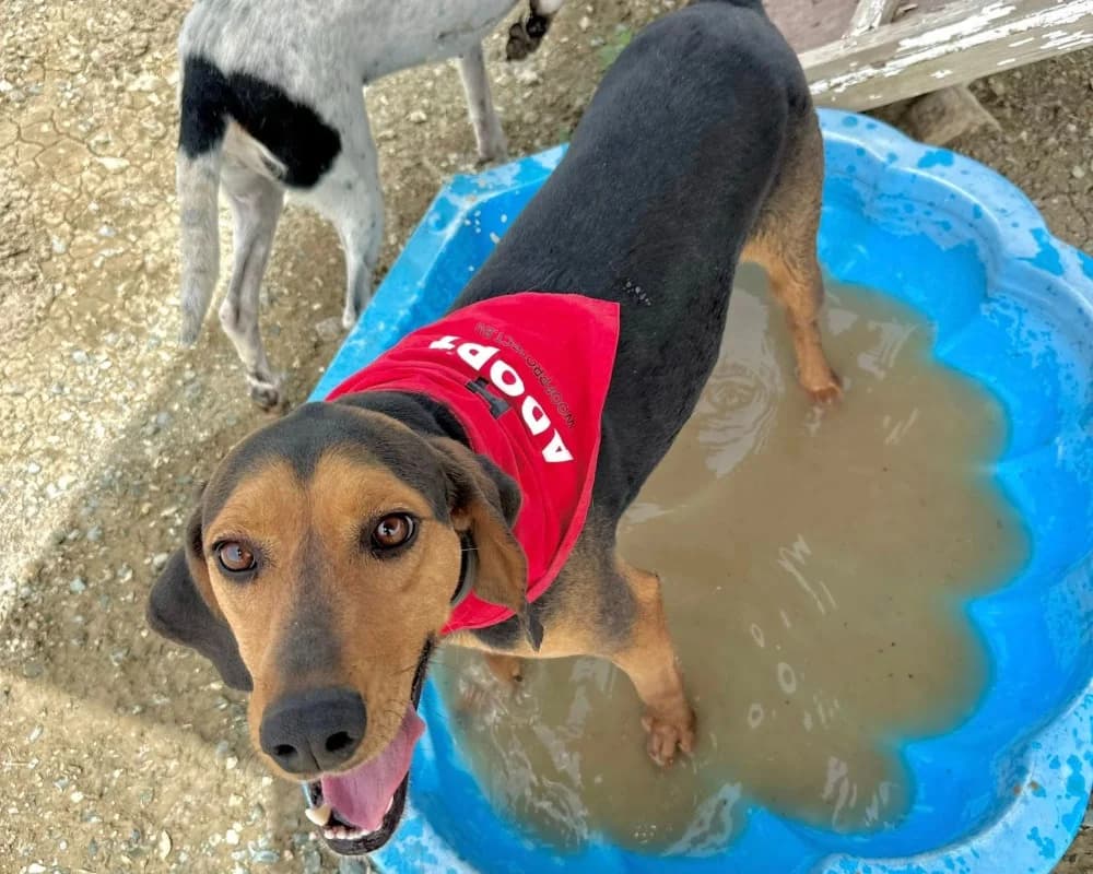 CHICAGO*katvriendelijk!