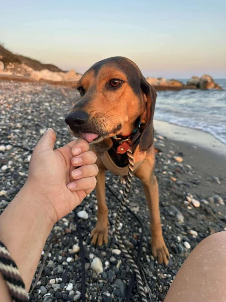 CHICAGO*katvriendelijk! photo 3