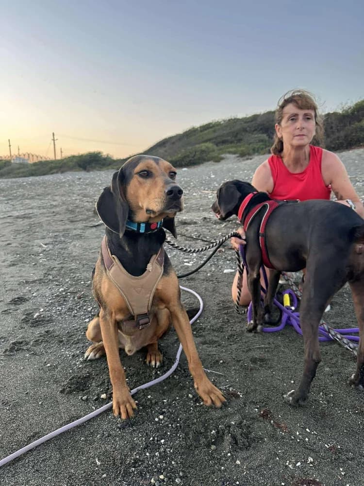 CHICAGO*katvriendelijk! photo 4