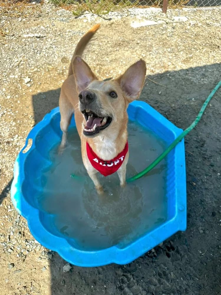 COOPER *kattest mogelijk! photo 7