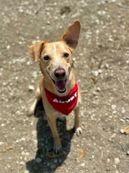 COOPER *kattest mogelijk!