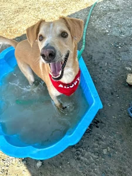 COOPER *kattest mogelijk! photo 2