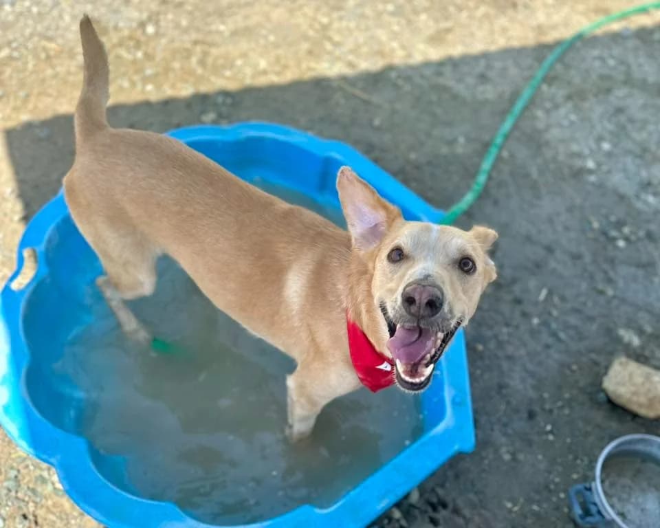 COOPER *kattest mogelijk! photo 3