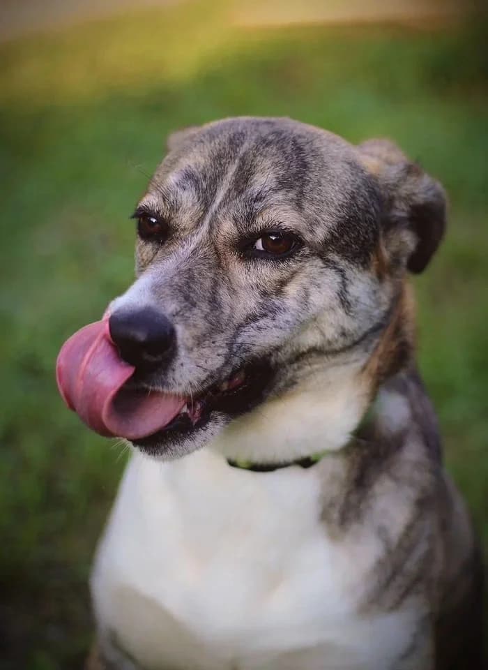 Dappere Mitya zoekt jouw! photo 7