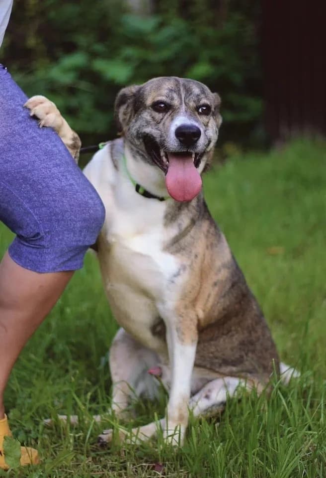 Dappere Mitya zoekt jouw!