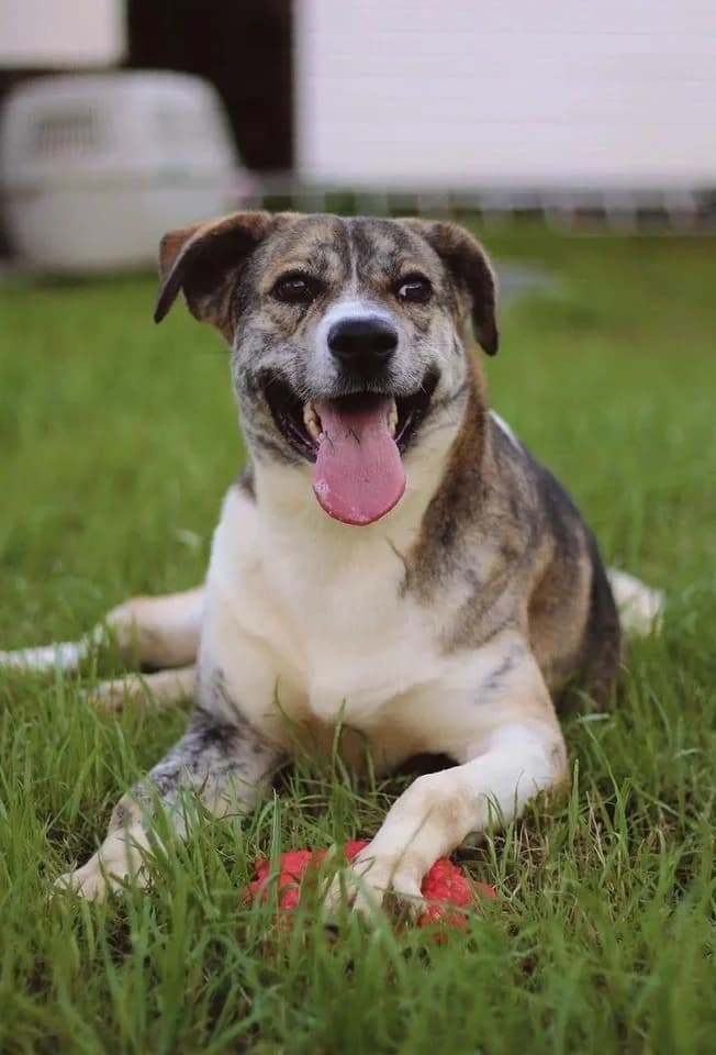 Dappere Mitya zoekt jouw! photo 2