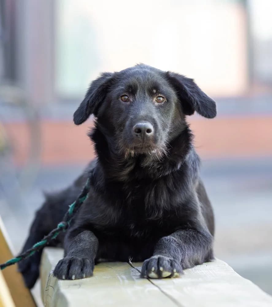 Evan ziel met groot hart photo 5