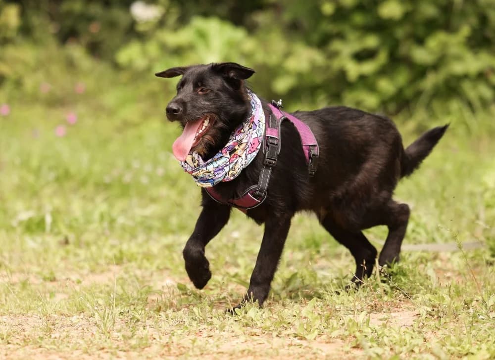 Evan ziel met groot hart photo 7