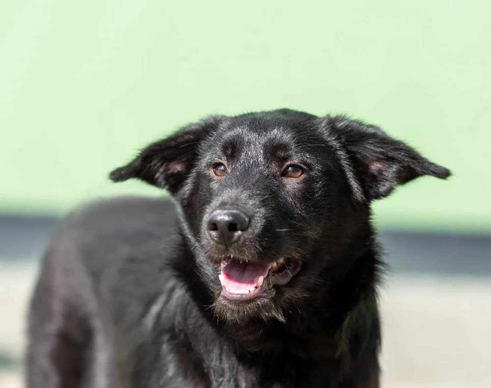 Evan ziel met groot hart photo 2