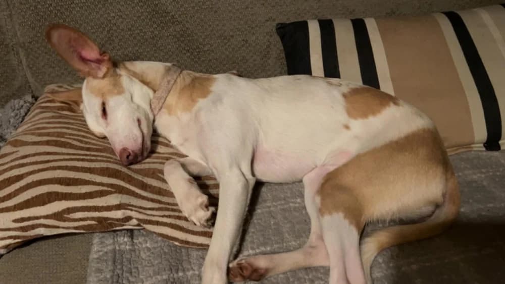 Feliz (Chanel ADR),België photo 8