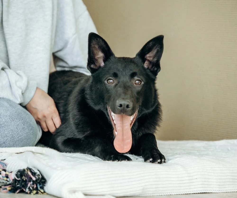 Goudi zoekt zijn thuis photo 6