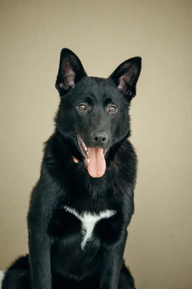 Goudi zoekt zijn thuis photo 7