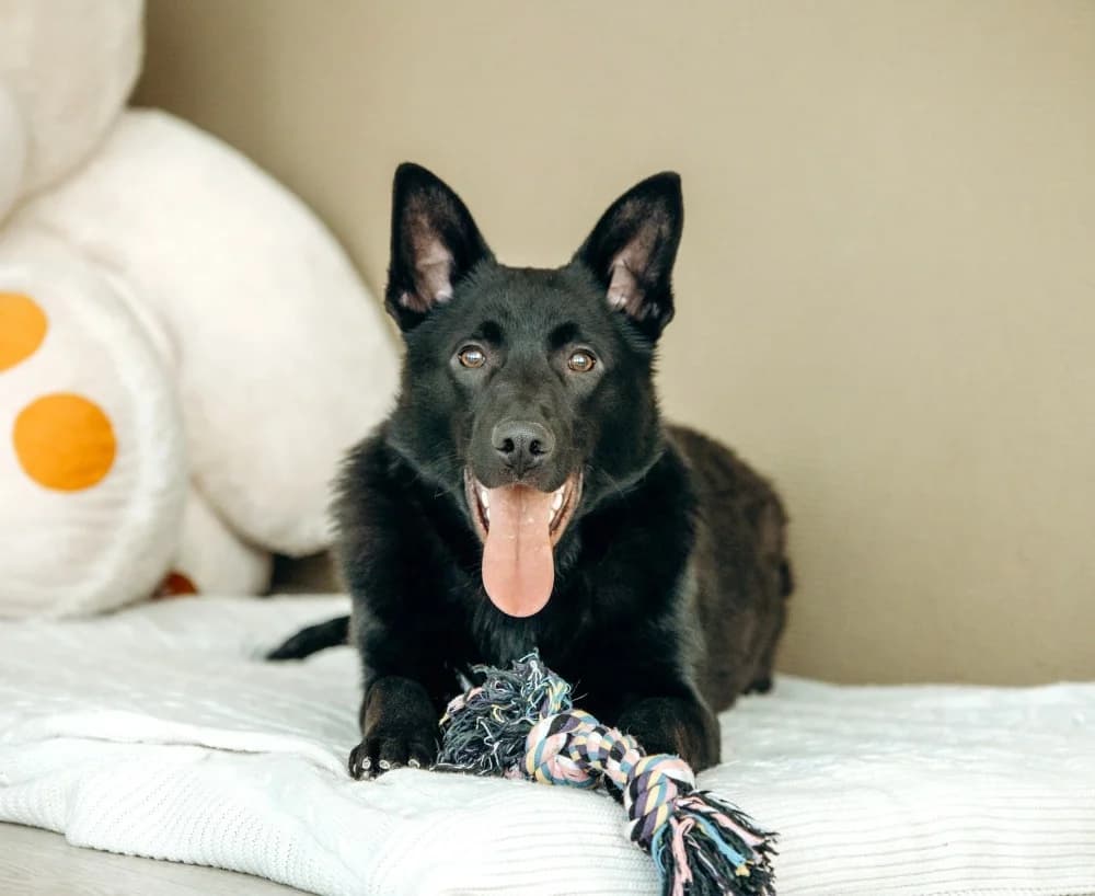 Goudi zoekt zijn thuis