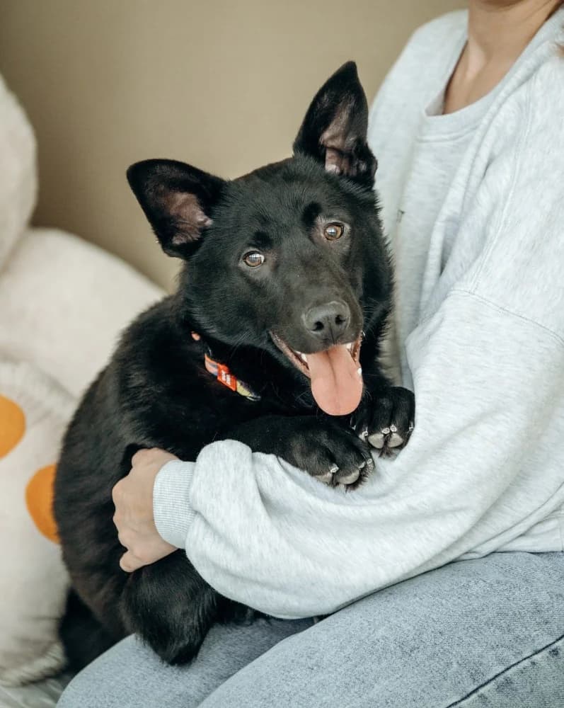 Goudi zoekt zijn thuis photo 2