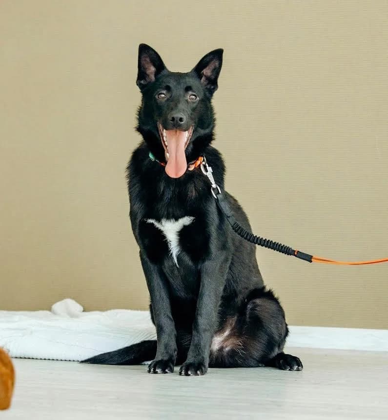 Goudi zoekt zijn thuis photo 3