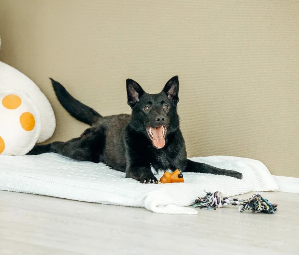 Goudi zoekt zijn thuis photo 4