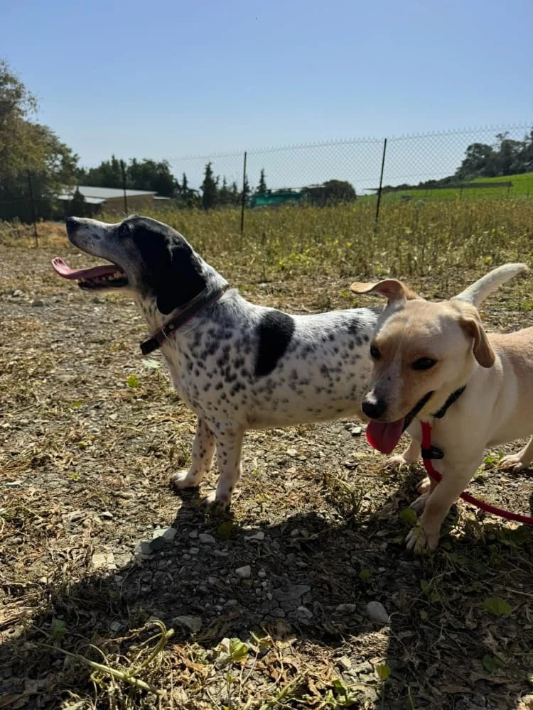 KOKOS * katvriendelijk! photo 5