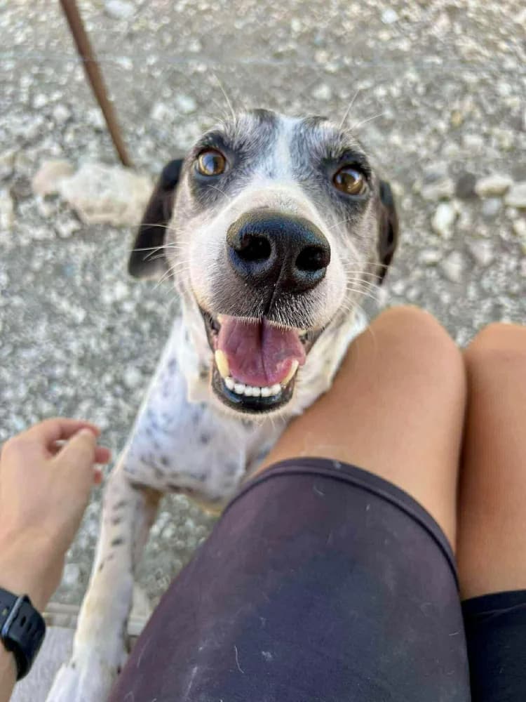 KOKOS * katvriendelijk!