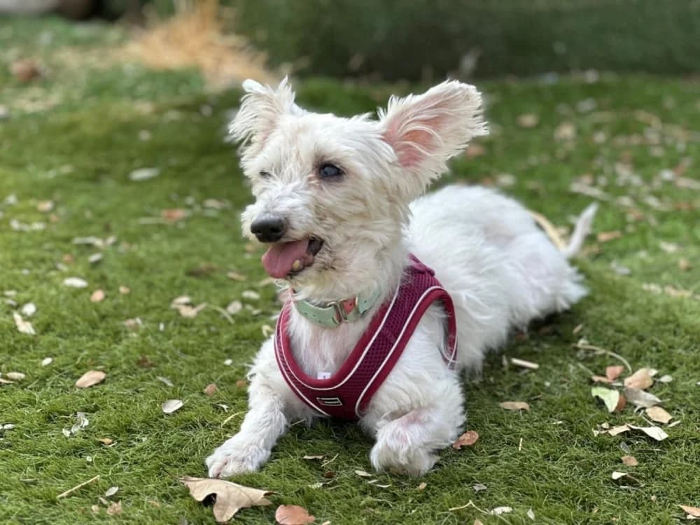 Kopy BR senior photo 6