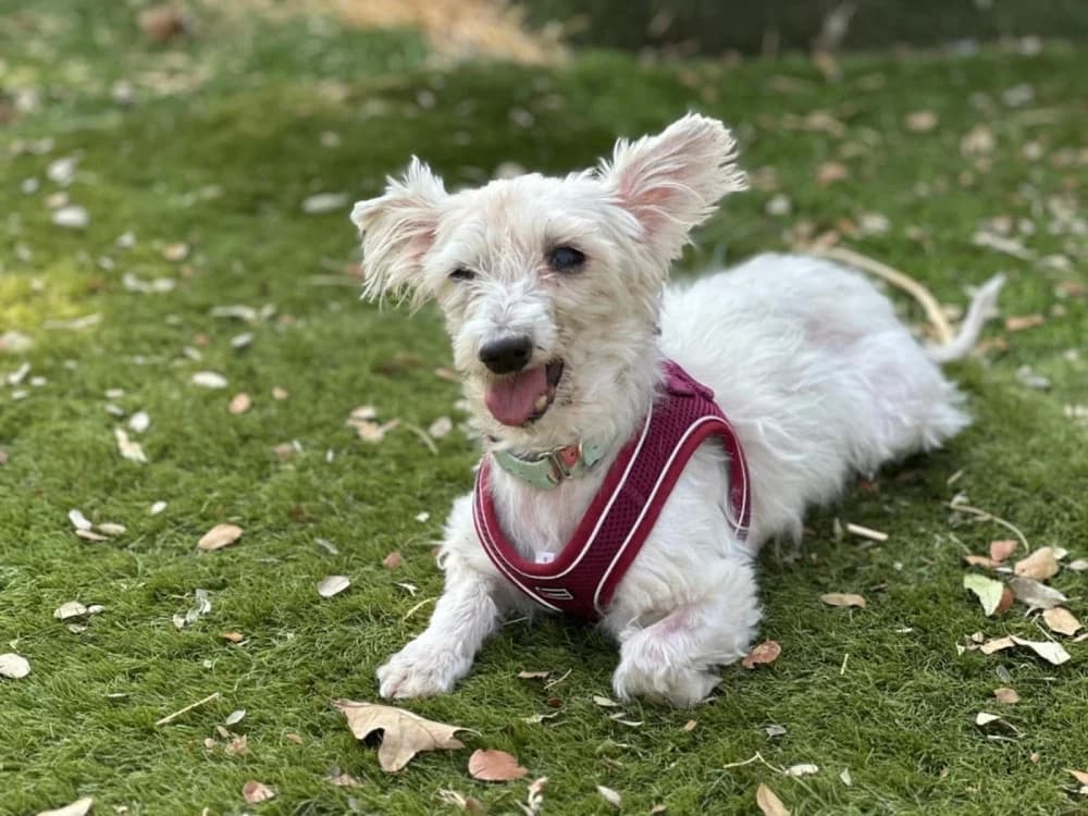 Kopy BR senior photo 2