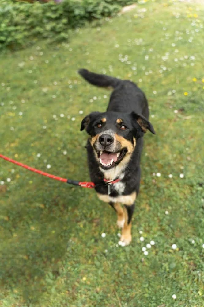 Lilu bundeltje positief ! photo 7