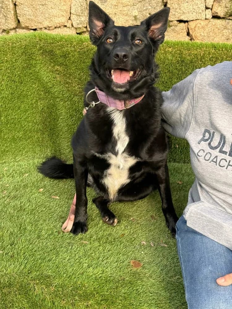 Lina BR, 3 poten photo 6