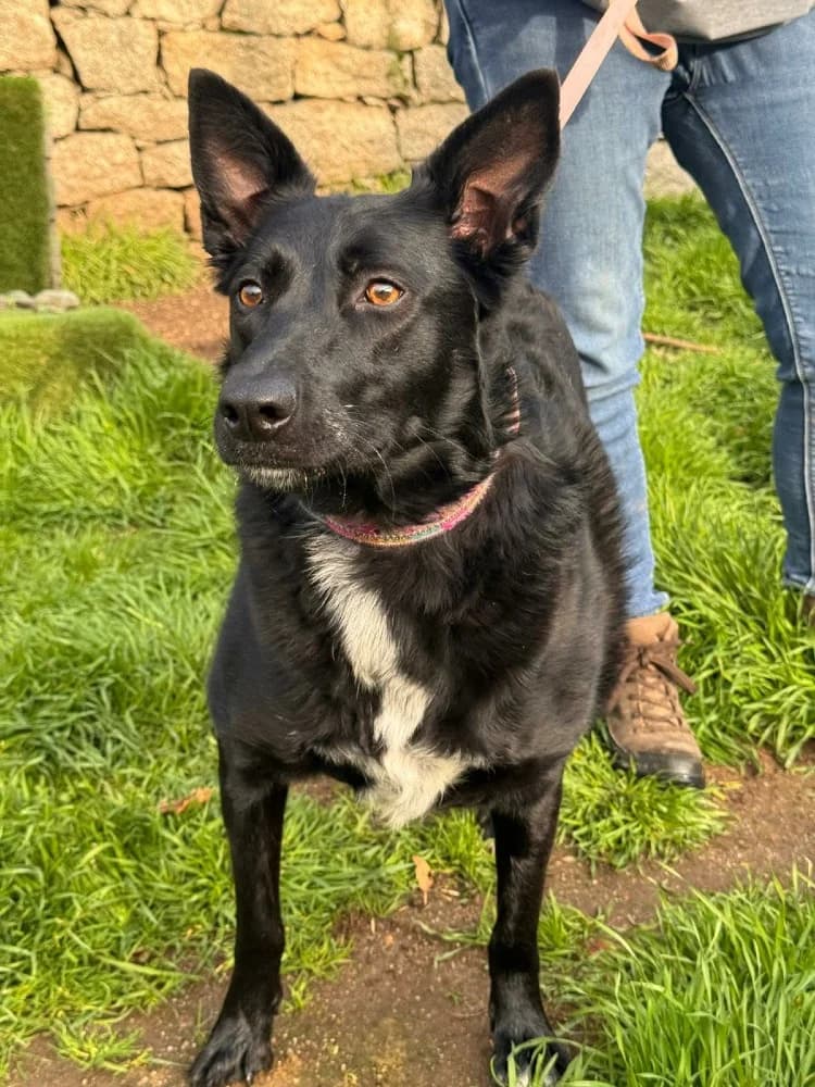 Lina BR, 3 poten photo 3