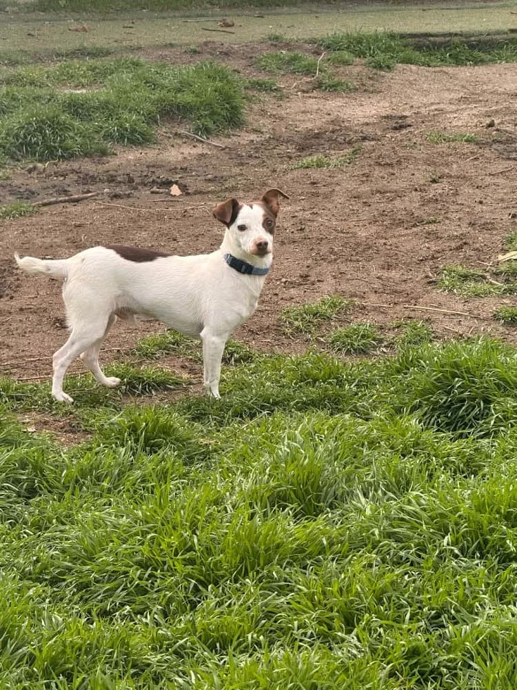 Mani BR (3 pootjes) photo 5