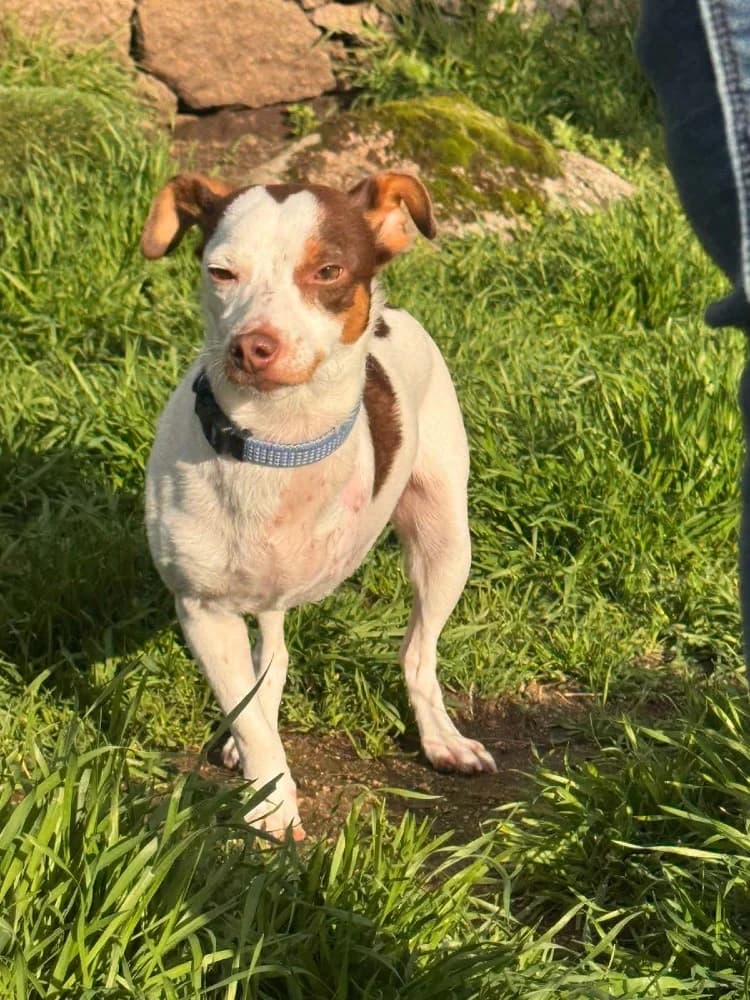 Mani BR (3 pootjes) photo 7