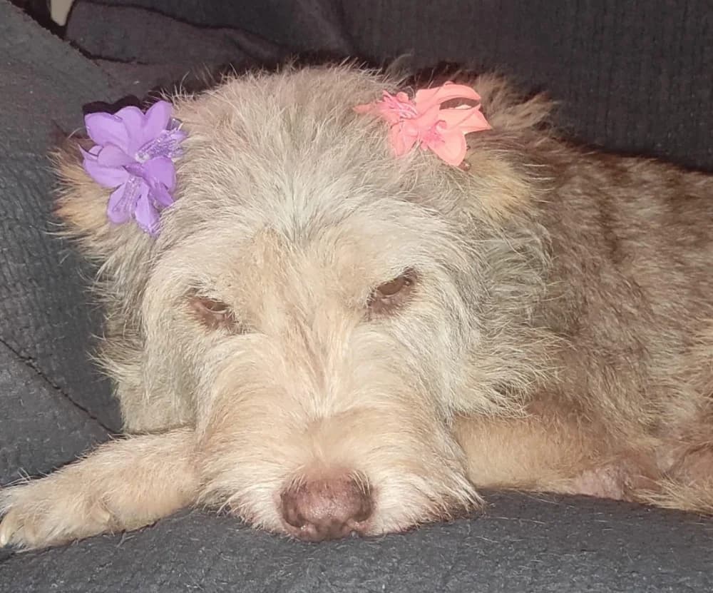 Milu DC senior photo 6