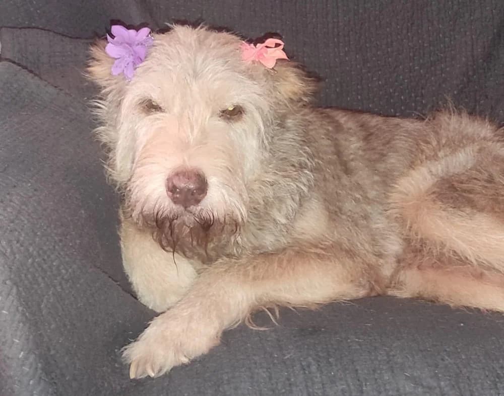 Milu DC senior photo 7