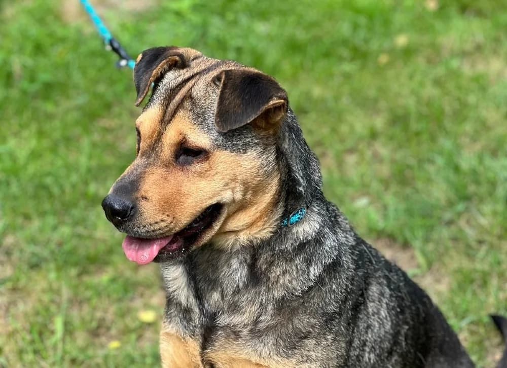 Mix Shar-Pei photo 7