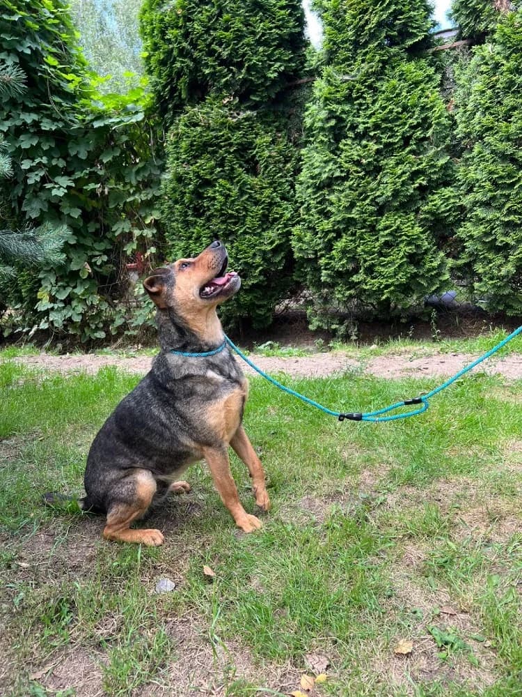 Mix Shar-Pei photo 8