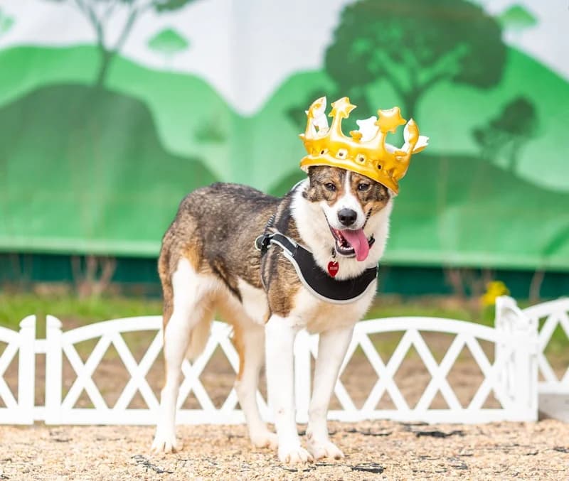 Mokka fee en kindervriend photo 7