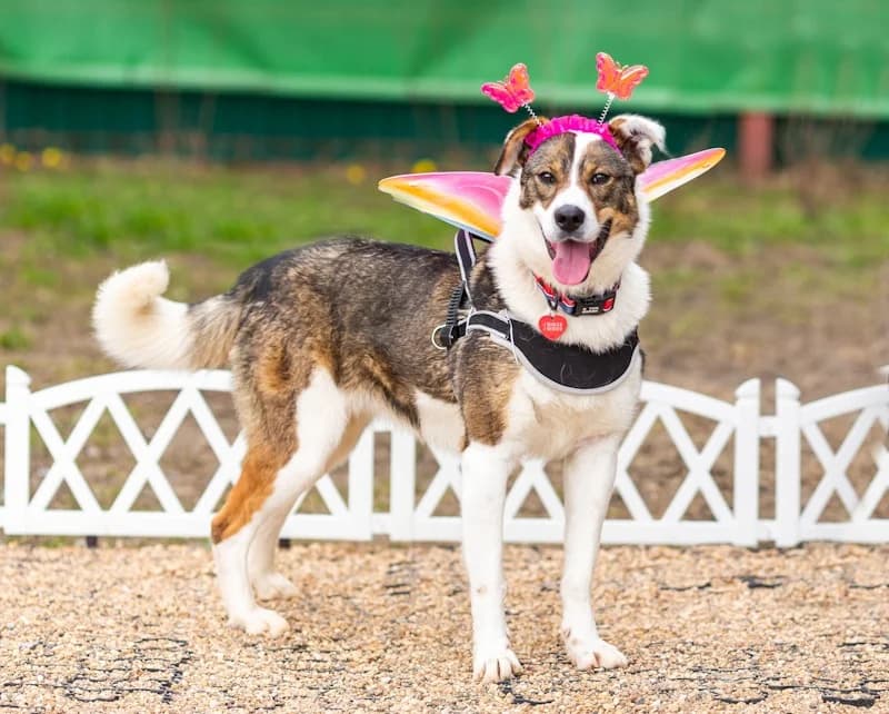 Mokka fee en kindervriend